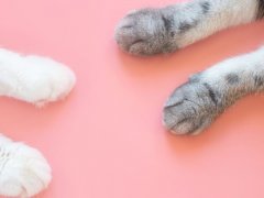 Paws of white and gray cat