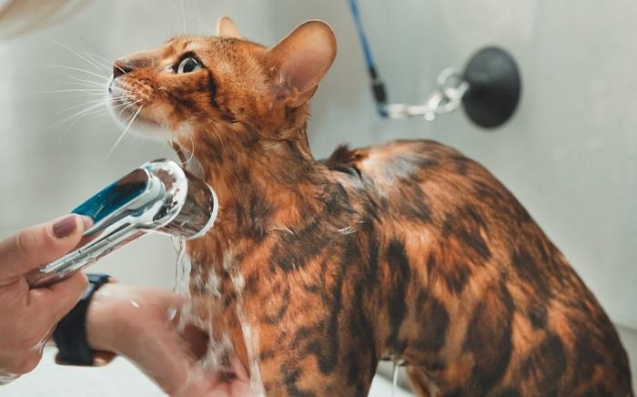 Owner gently giving a Bengal cat a bath