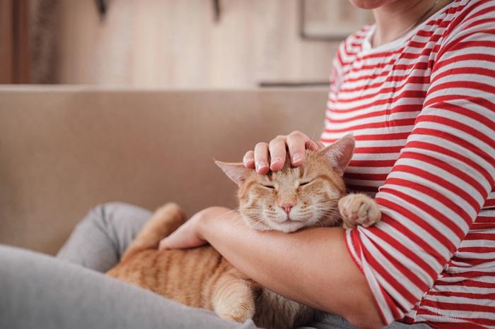 An image capturing the harmonious relationship between a cat and a human.