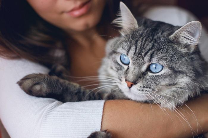 A heartwarming interaction between a cat and a human, demonstrating their close and affectionate relationship.