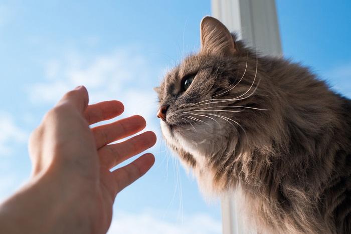 An image capturing a tender interaction between a cat and a human hand.