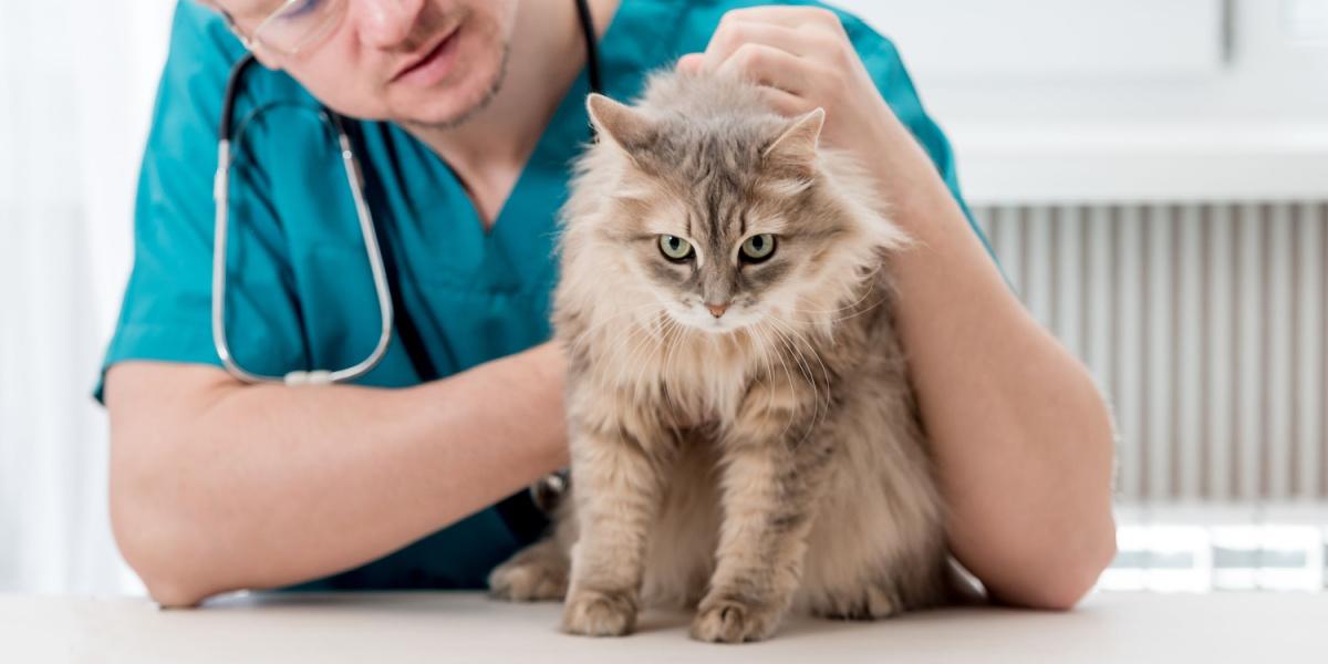 Cat at the veterinarian's office