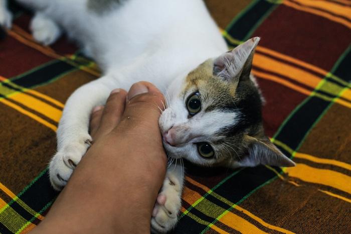 Cat attacking ankles and feet.