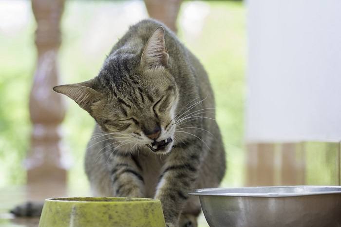 A cat experiencing dental pain, emphasizing the significance of dental health care for pets.