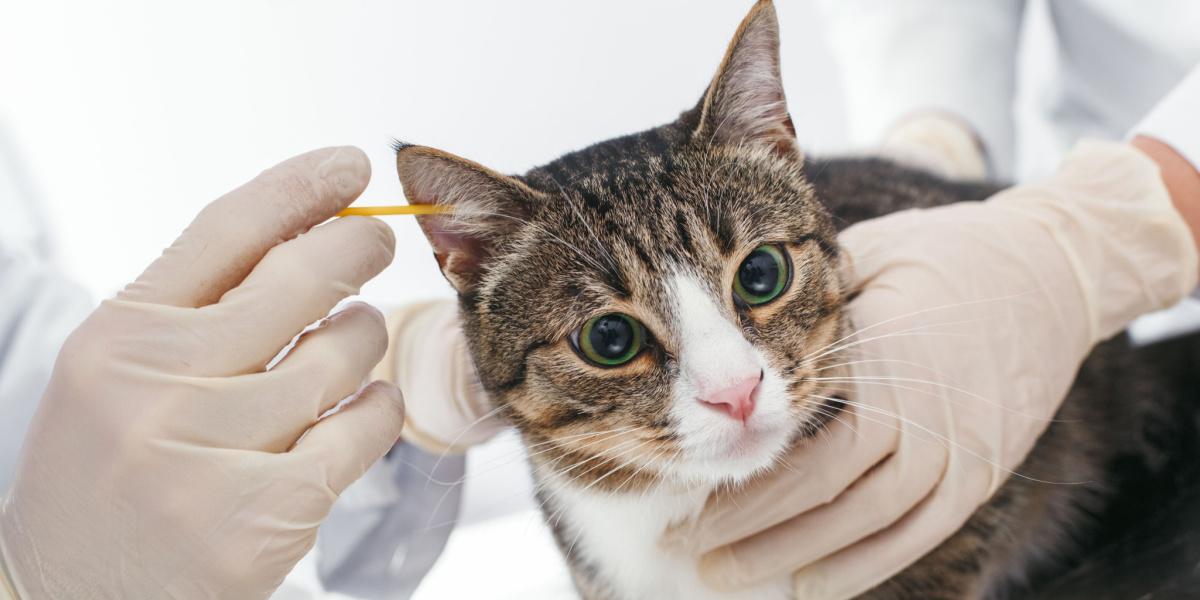 Image demonstrating cat ear cleaning.