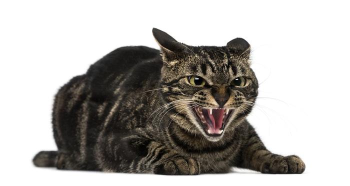 The image captures a cat hissing, its body tense and fur raised, in a defensive posture.