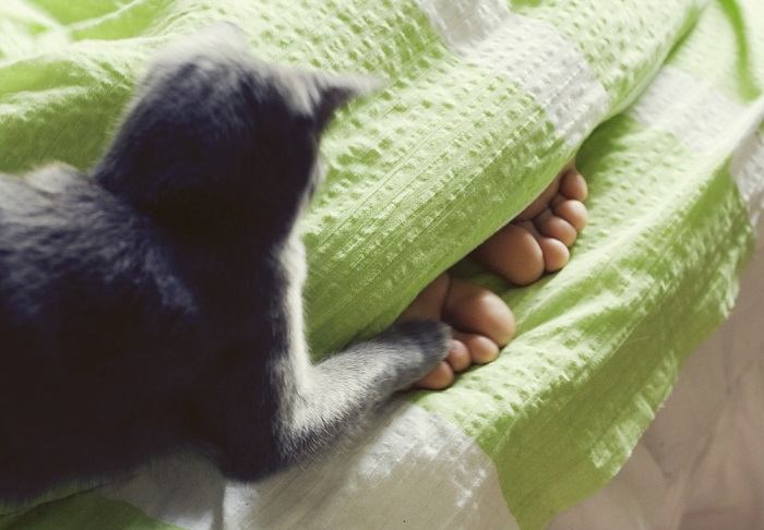 A focused cat in hunting mode, crouched low and stalking with intent towards a person's feet, portraying its innate predator instincts in a playful manner.