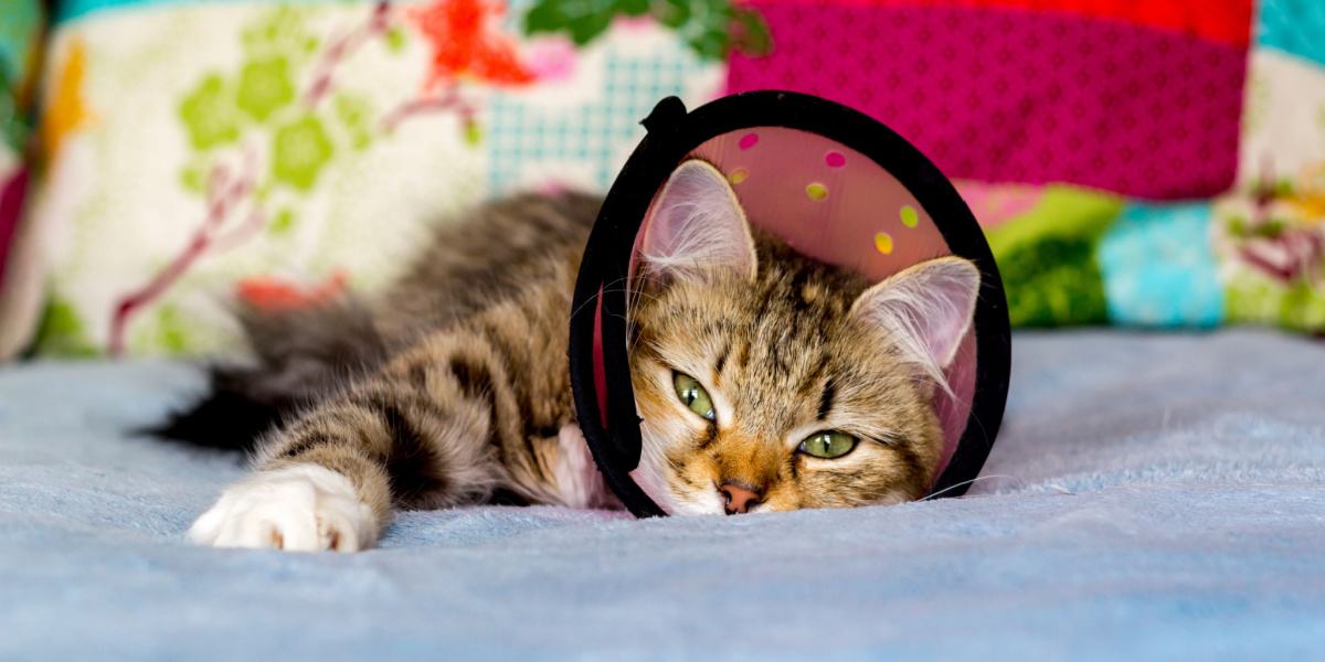 A cat comfortably resting in a bed.