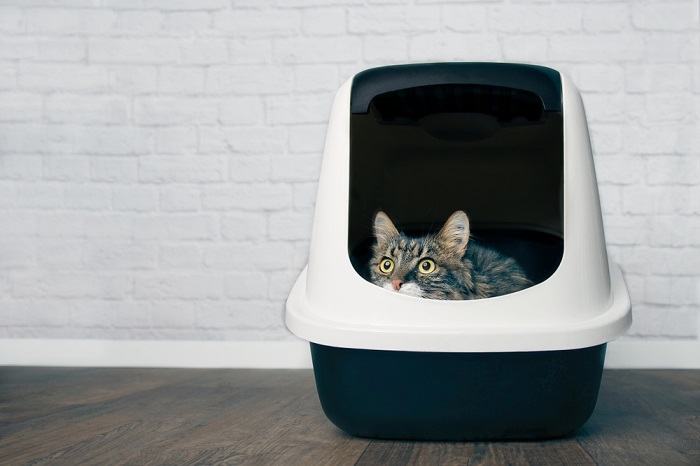 Cat in a covered litter box.