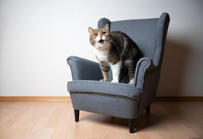 Photo of a curious and vocal cat, emitting an endearing 'neow' sound, while exhibiting its charming and expressive personality.