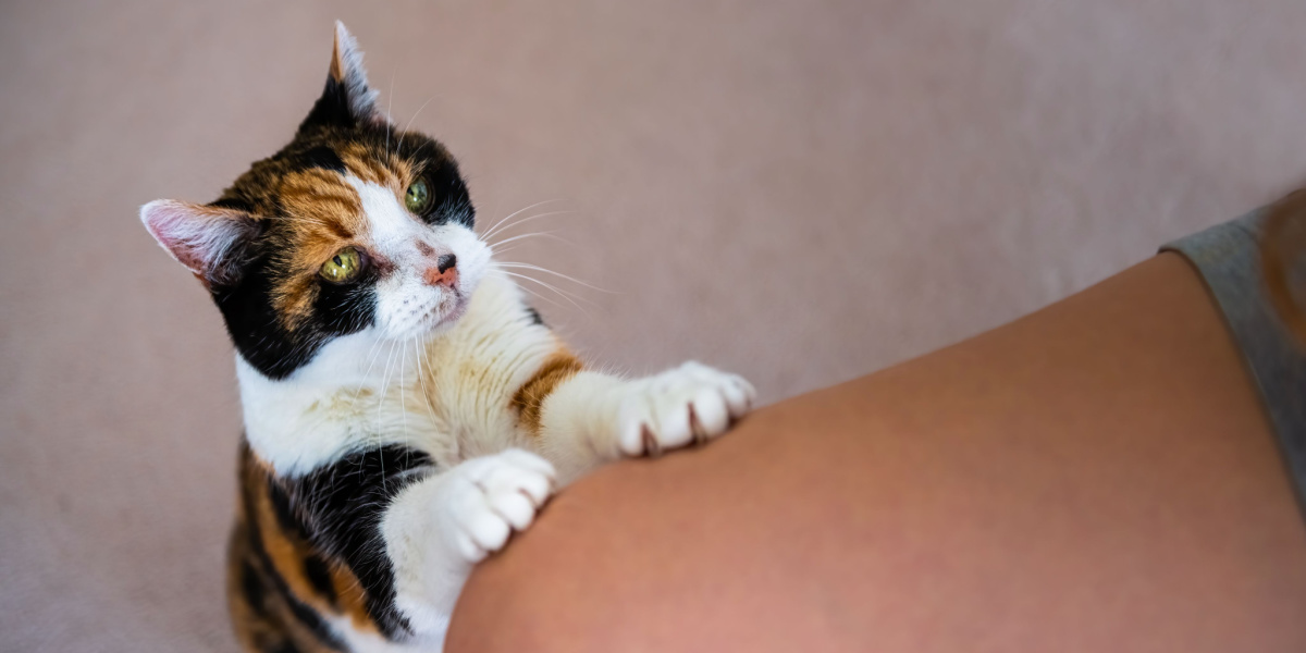 Cat standing up and putting paws on someone's thigh