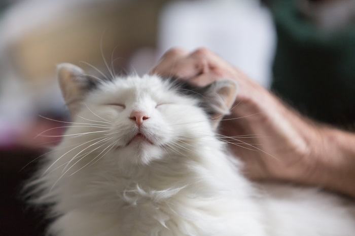 Person petting a cat