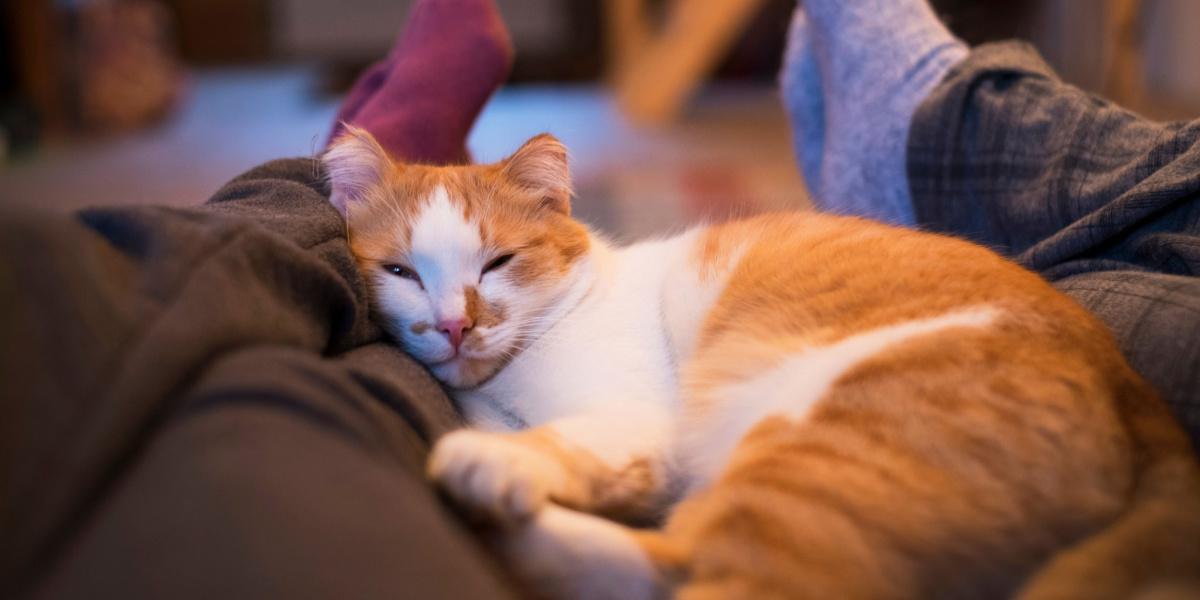 Cat peacefully sleeping between a couple.