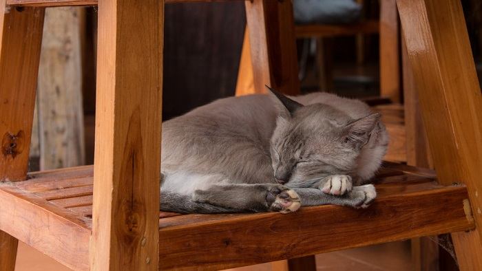 Cat sleeping under a wooden chair.