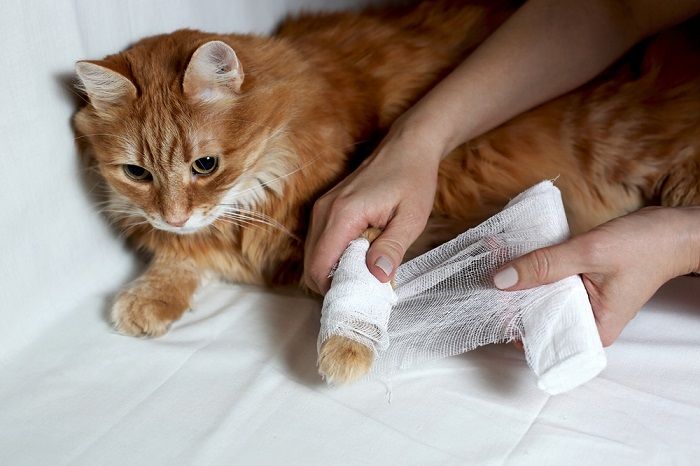 how to clean a cat wound