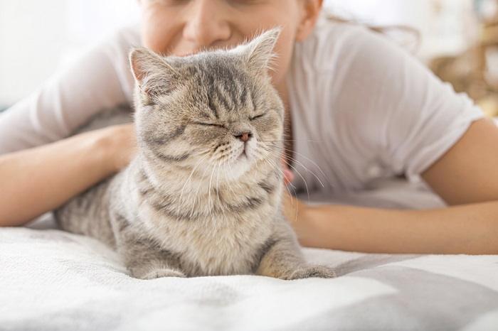 A cute cat with its eyes closed, appearing serene and content while resting.