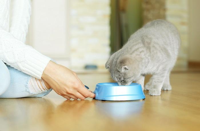 The image captures a moment of a person feeding a cat.