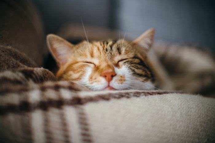 Cat snoozing on edge of couch