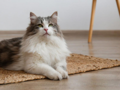 long haired cat