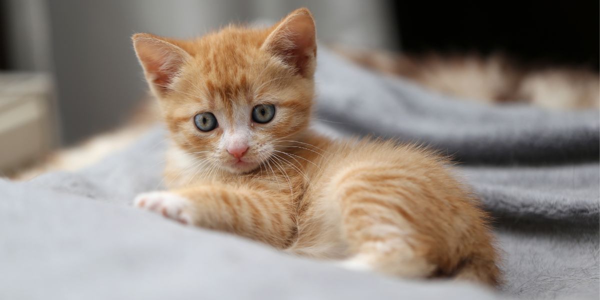 The image showcases an adorable new kitten, its eyes wide with curiosity and playfulness.