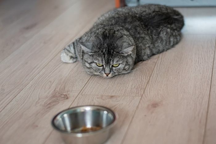 Cat refusing to eat underscoring the significance of addressing appetite and nutrition concerns in cats