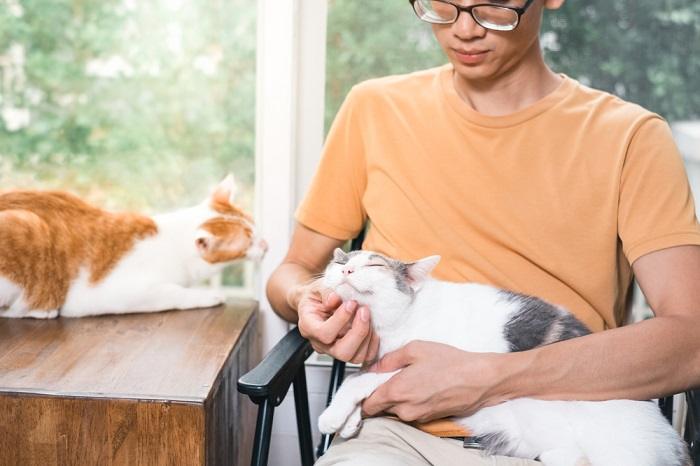 Snapshot of a person tenderly petting a cat, showcasing a moment of connection and affection between human and feline.