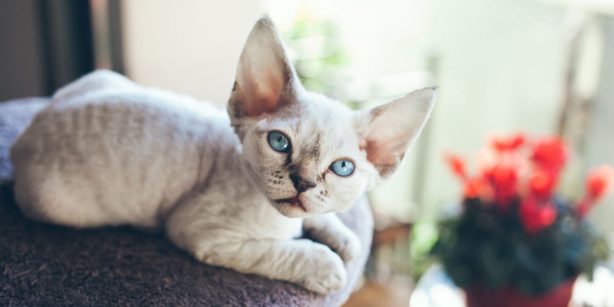 A stunning Devon Rex cat with sleek, wavy fur and captivating eyes, posing gracefully.