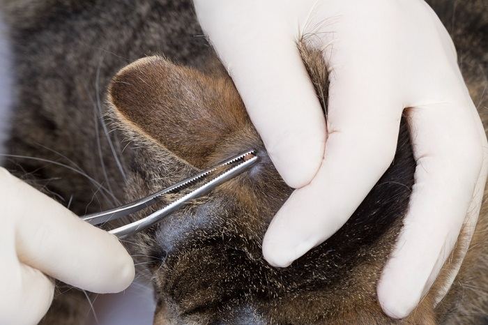 Person extracting a tick from cat's skin using tweezers