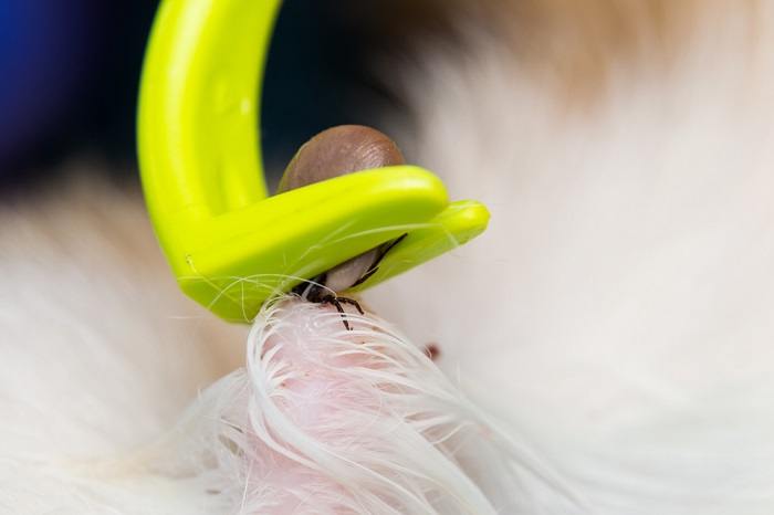 Extracting a tick from skin