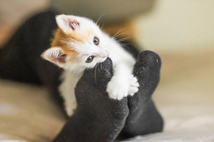 Cat attacking ankles and feet.