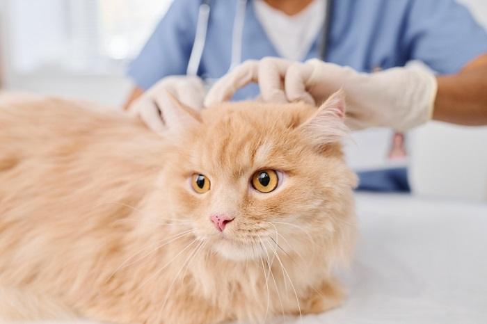 Image depicting a veterinarian conducting a thorough examination of a cat's skin and coat. 