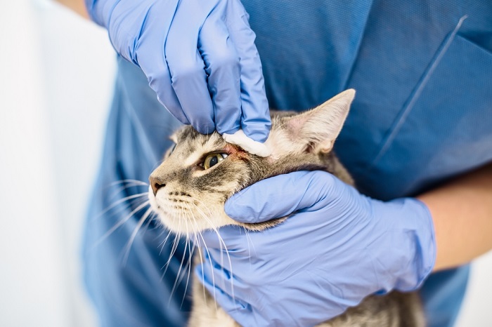 Wounded cat getting cleaned.