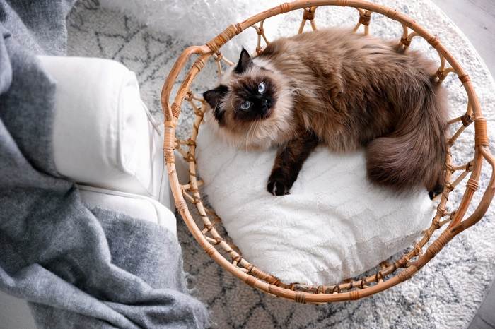 Balinese cat in basket