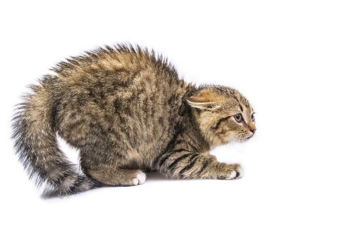 An evocative image capturing a frightened cat, displaying wide eyes, flattened ears, and a tense posture, portraying the cat's response to a perceived threat or fearful situation.