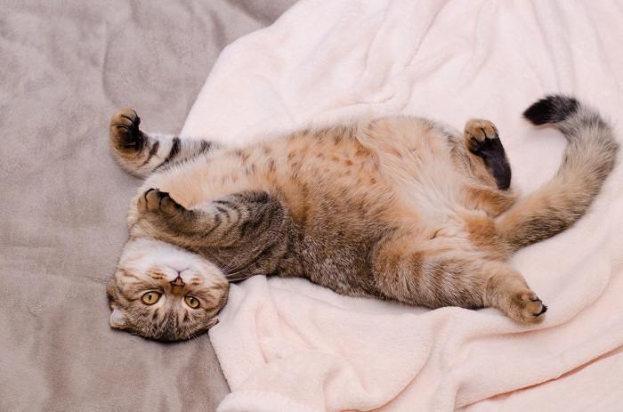 Charming Scottish Fold cat with distinctive folded ears. The image showcases the unique appearance of this breed, known for its adorable folded ear feature.