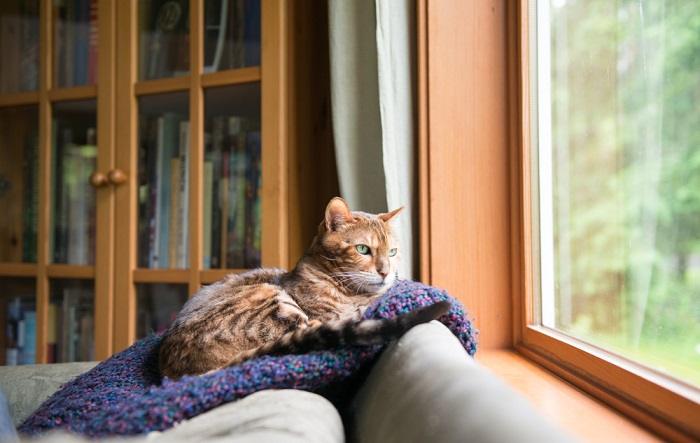 A Bengal cat comfortably nestled in a blue blanket.