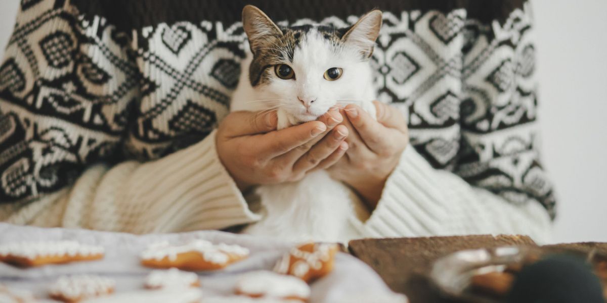 Curious cat near a plate of cookies, displaying interest in the surroundings and perhaps the tempting aroma of the treats.