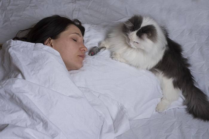 Cat snuggled up with a pillow.