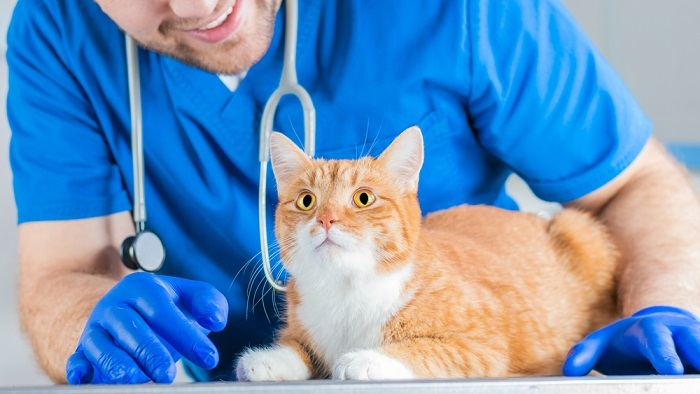 vet smiling at curious cat