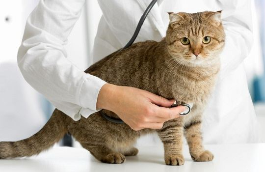 How Often Should Your Cat Visit The Vet?