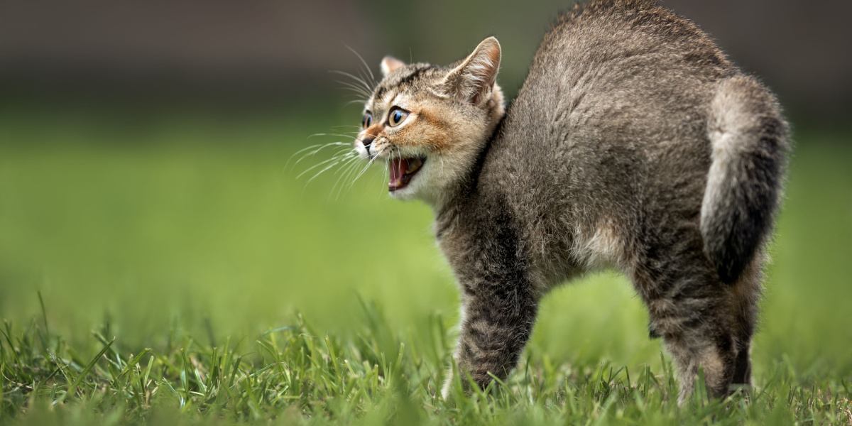 An image of a cat arching its back.