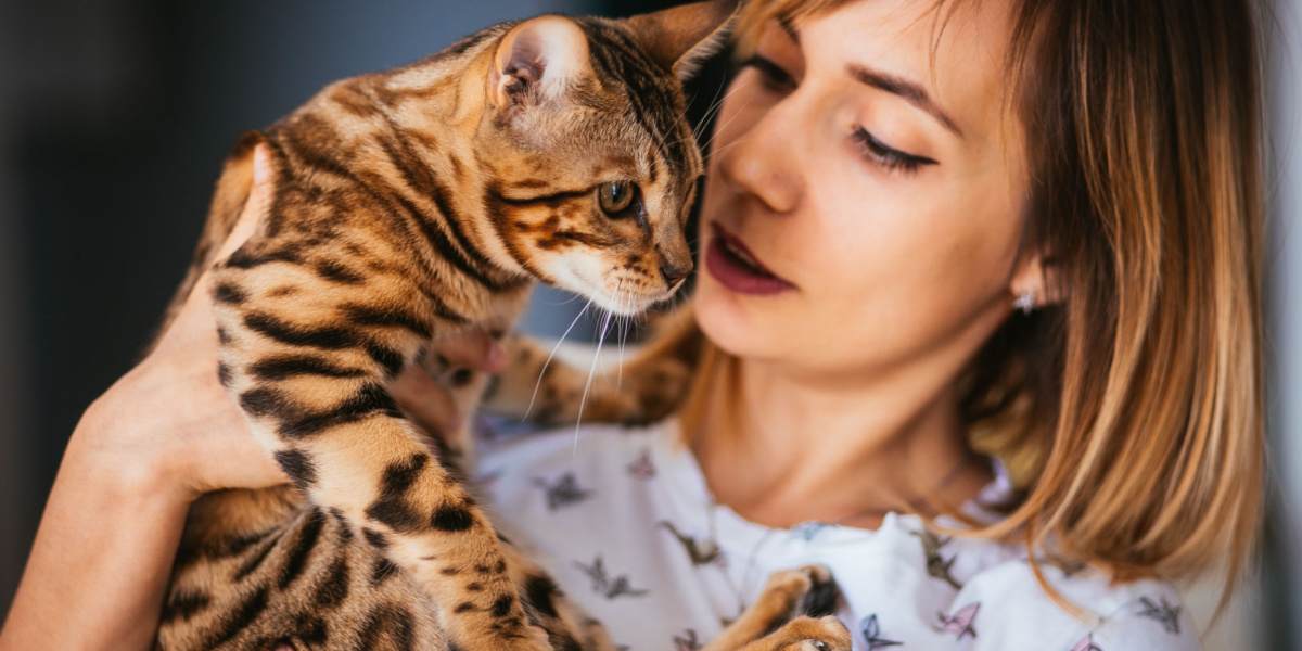 Cat with an alert and attentive expression