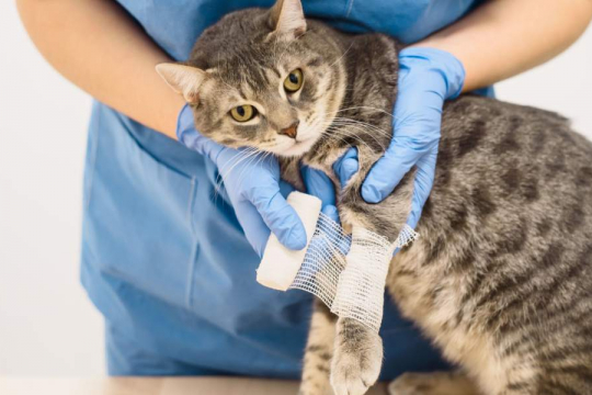 How To Care For A Wounded Cat