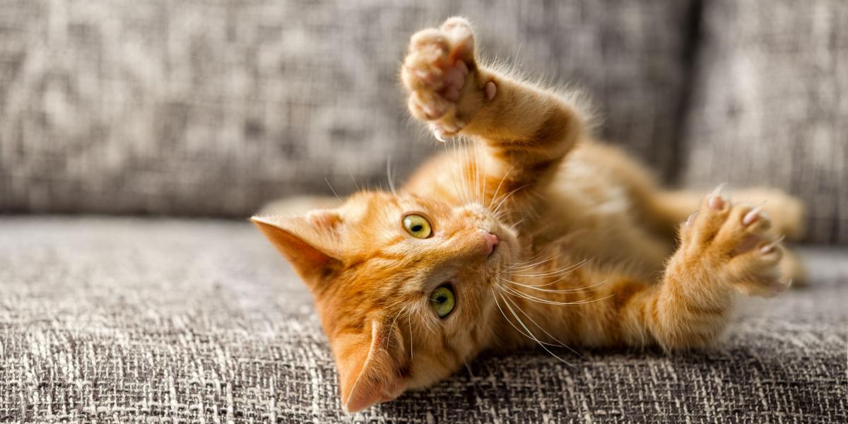 An image of a cat's paw with extended claws.