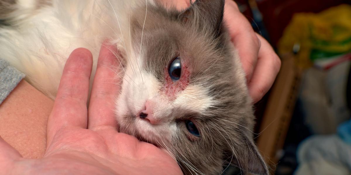 Cat with dermatitis highlighting the importance of addressing skin issues through veterinary care.