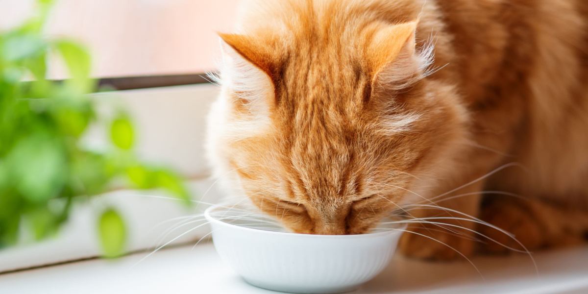 Thirsty cat enjoying a refreshing drink of water