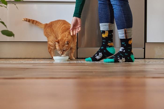 Image of a cat eating with a woman.