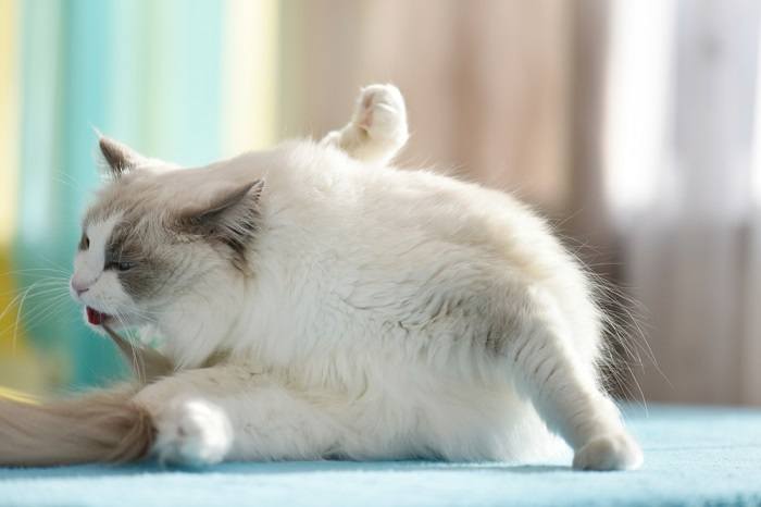 cat grooming itself