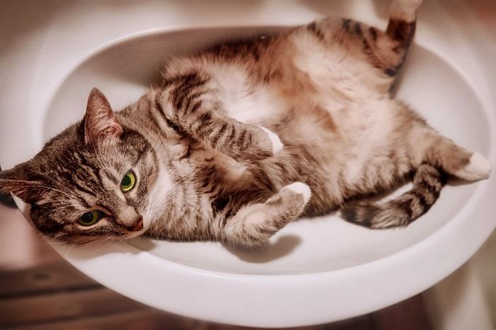 cat in sink