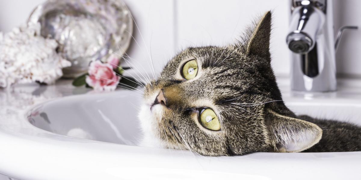 An amusing image featuring a cat comfortably nestled inside a sink.